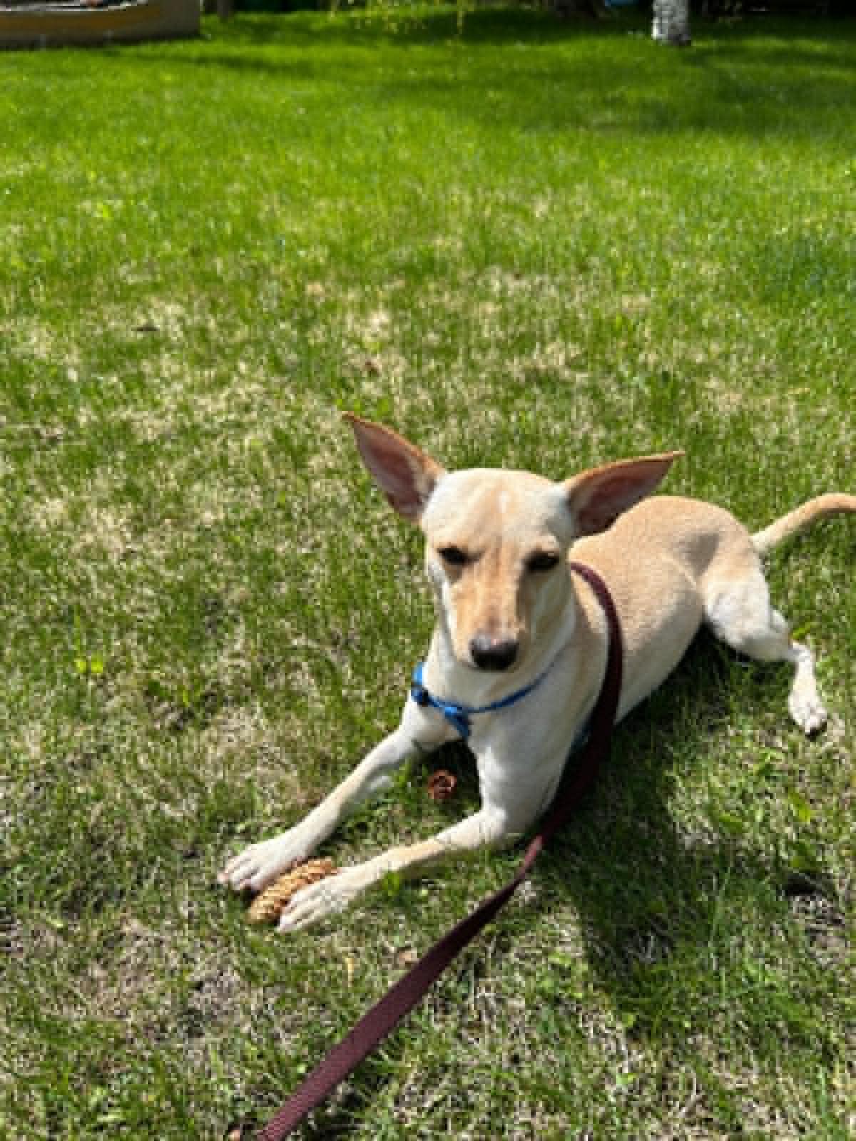 Enlarge Amber, a ADOPTABLE mixed breed in Calgary, AB image 2/3