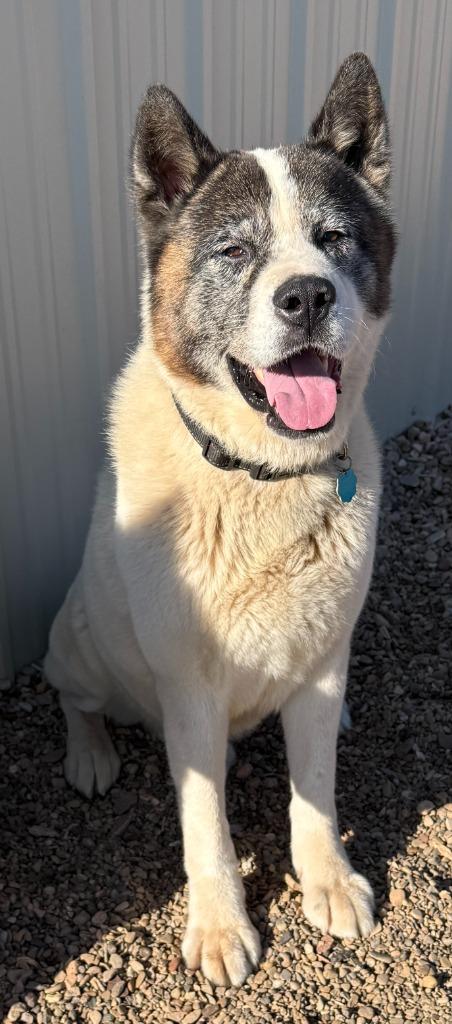 Enlarge Badger, a Adoptable Akita in Hot Springs, SD image 1/2