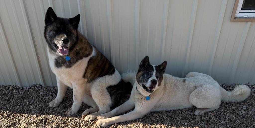 Enlarge Badger, a Adoptable Akita in Hot Springs, SD image 2/2