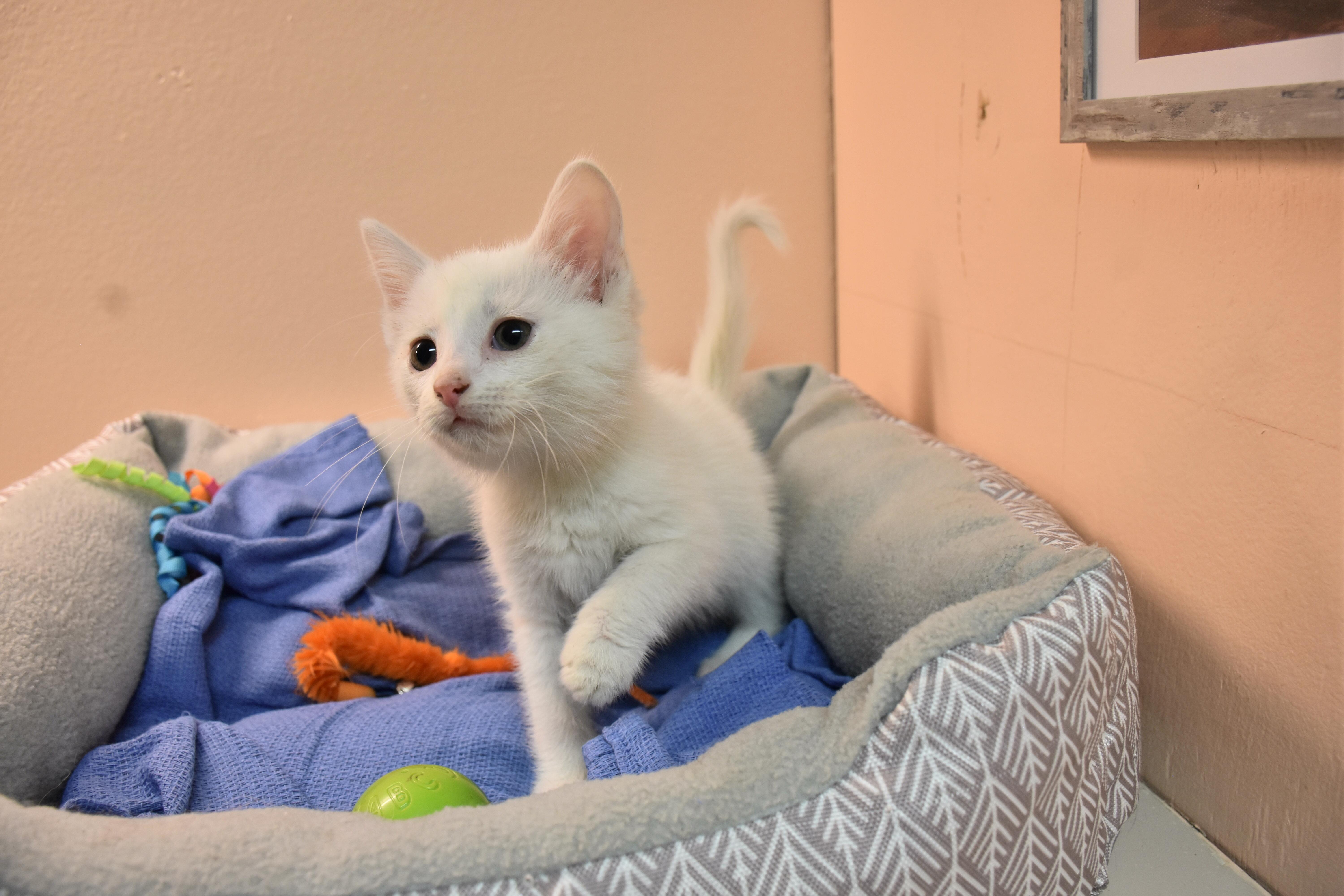 Enlarge Colby, a ADOPTABLE Domestic Short Hair in North Judson, IN image 1/1
