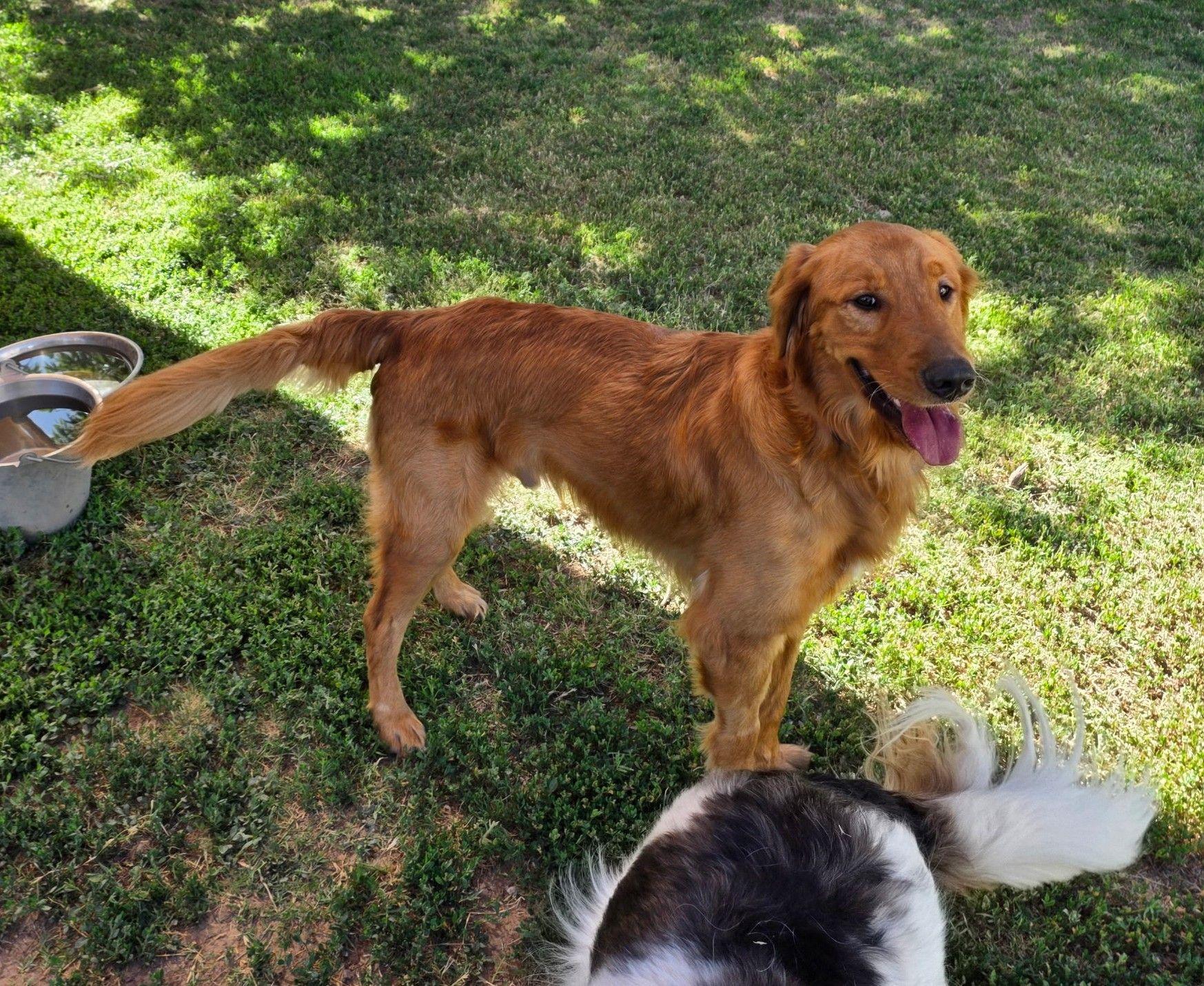Bluey, adopted, Young Male Golden Retriever.