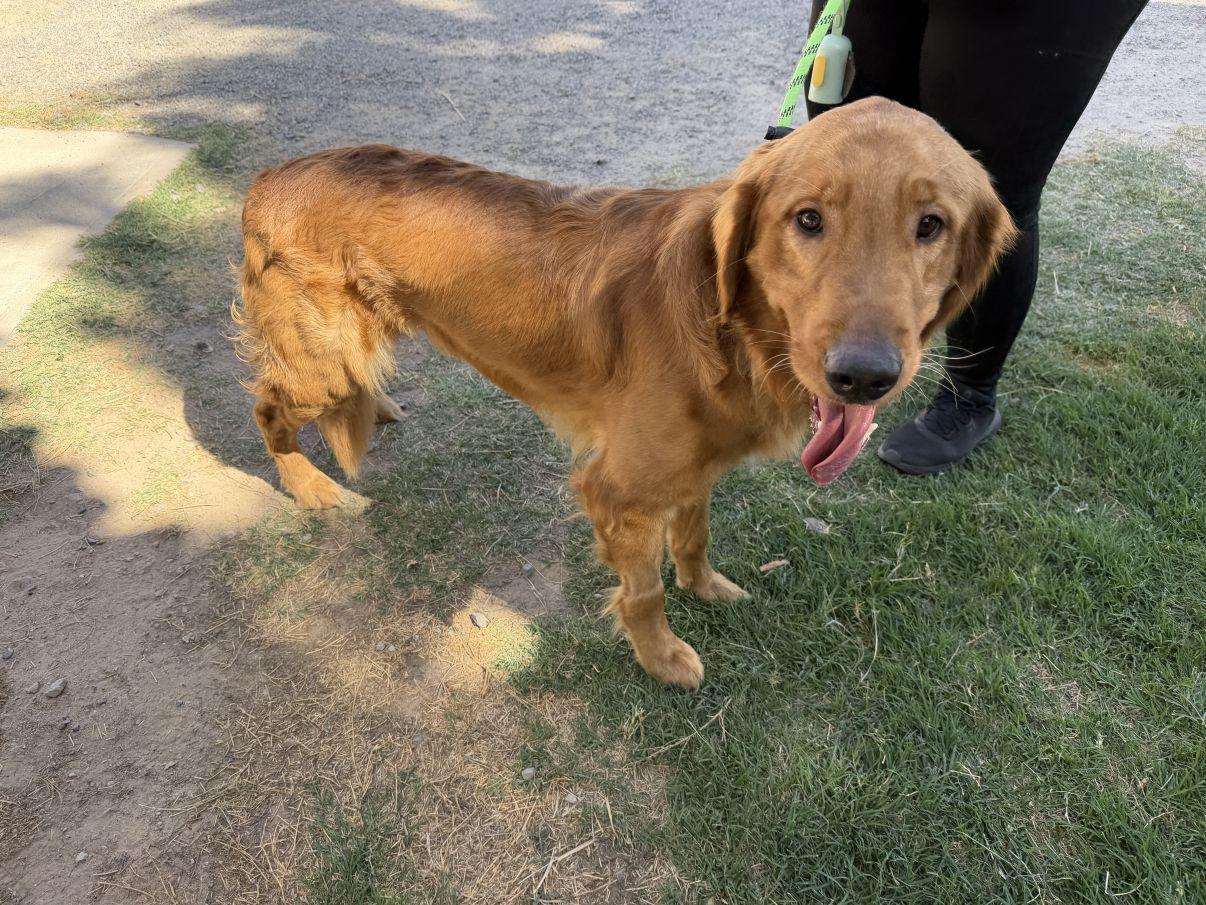 Enlarge Bluey, an adopted Golden Retriever in El Paso, TX image 3/6