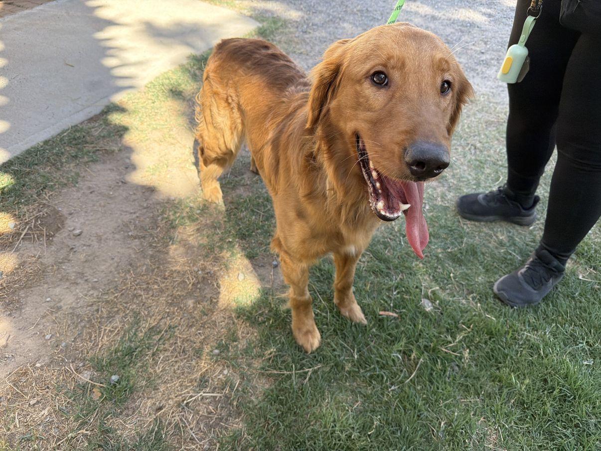 Enlarge Bluey, an adopted Golden Retriever in El Paso, TX image 4/6