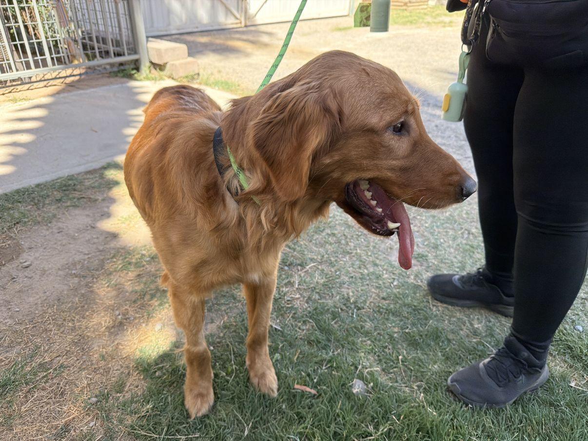 Enlarge Bluey, an adopted Golden Retriever in El Paso, TX image 6/6