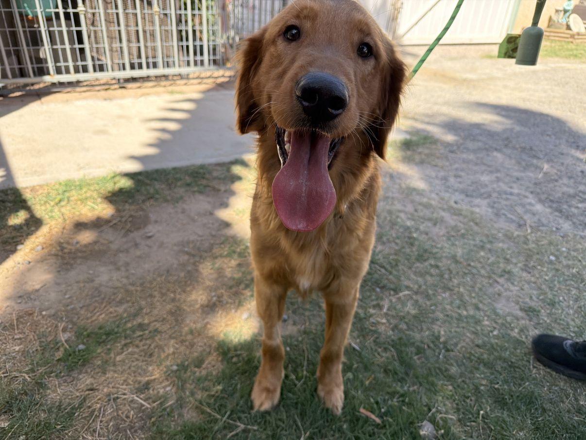 Enlarge Bluey, an adopted Golden Retriever in El Paso, TX image 5/6