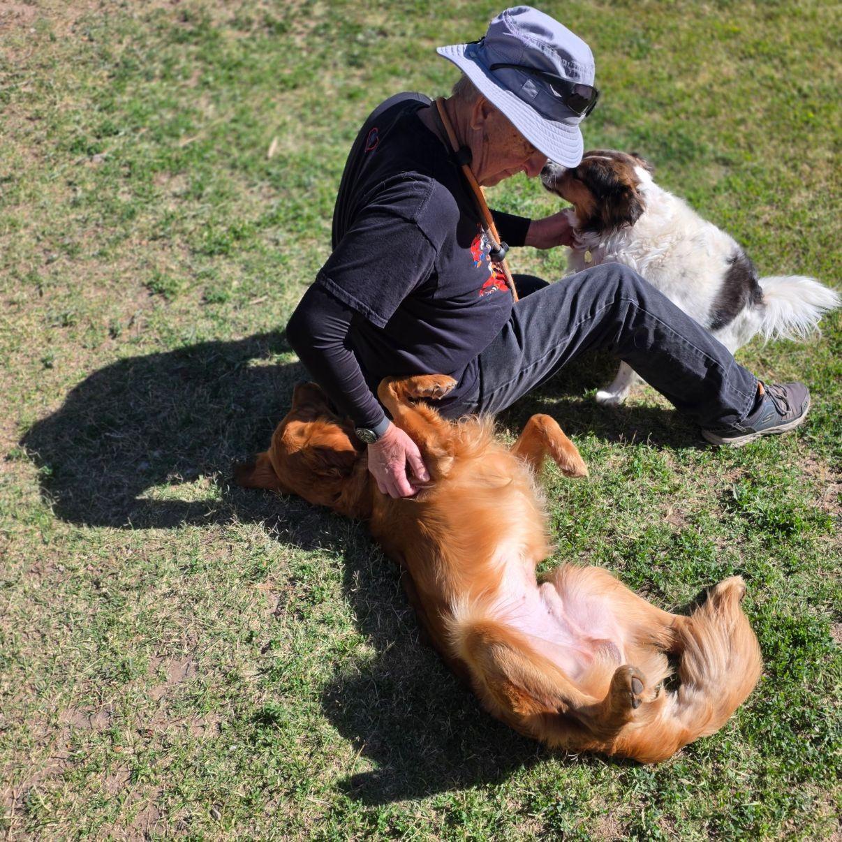 Enlarge Bluey, an adopted Golden Retriever in El Paso, TX image 2/6