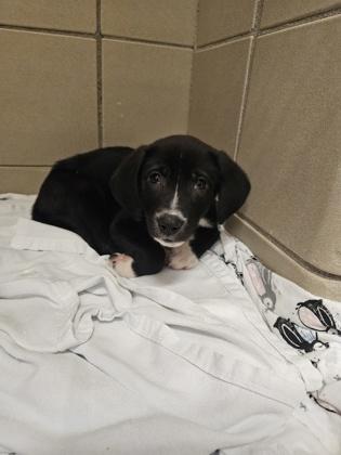 Morris, Adoptable, Puppy Female Mixed Breed & Mixed Breed.