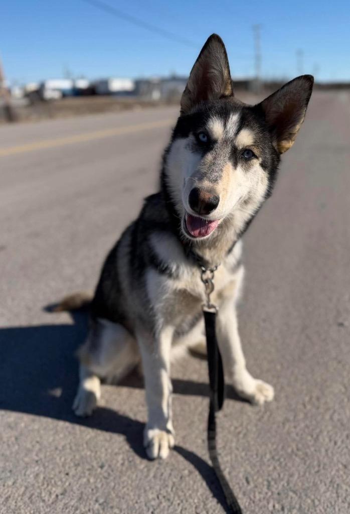 Louie, Adoptable, Puppy Male Husky.