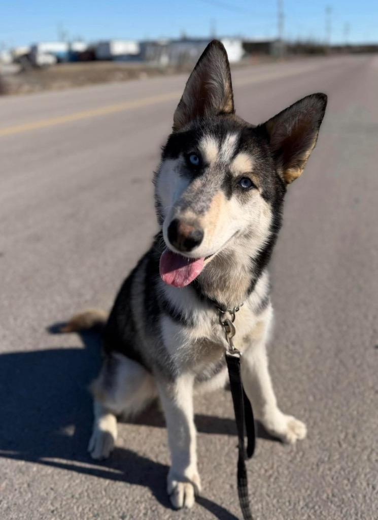 Louie, a Adoptable Husky in Yellowknife, NT image 2/4