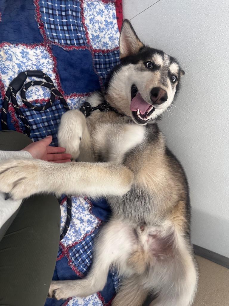 Louie, Adoptable, Puppy Male Husky.