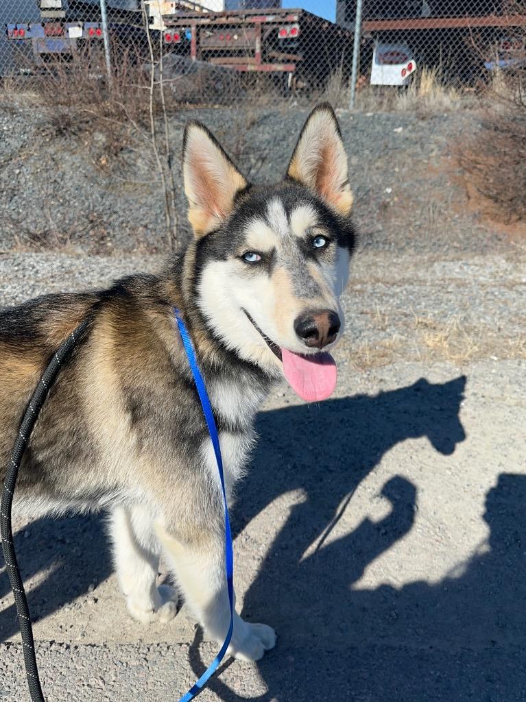 Enlarge Louie, a Adoptable Husky in Yellowknife, NT image 2/2