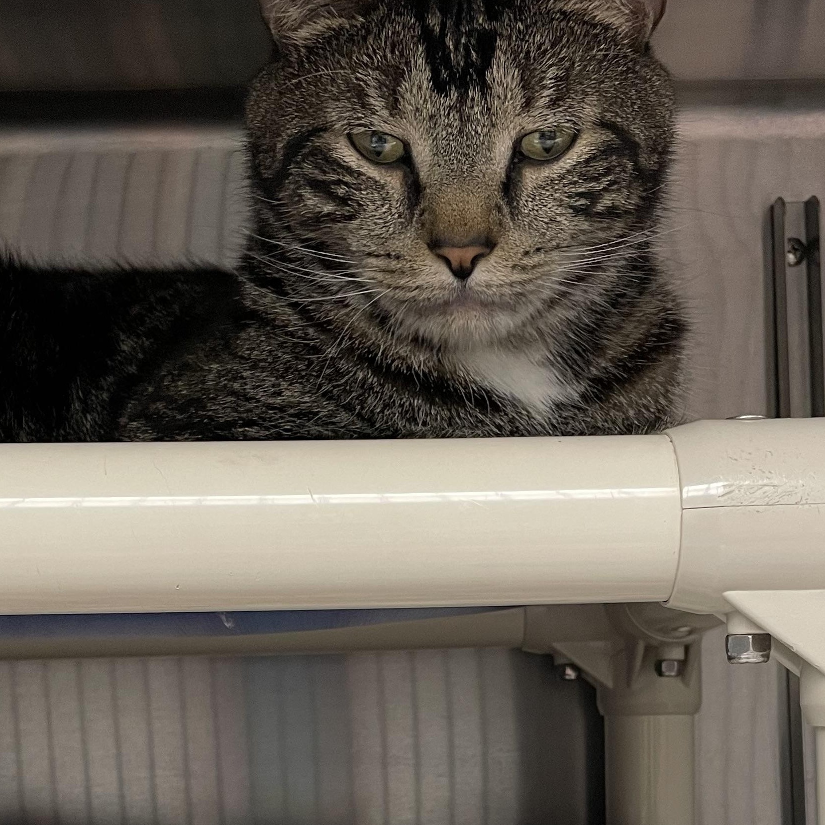 Enlarge Cooter, an adopted American Shorthair in North Kingstown, RI image 5/5