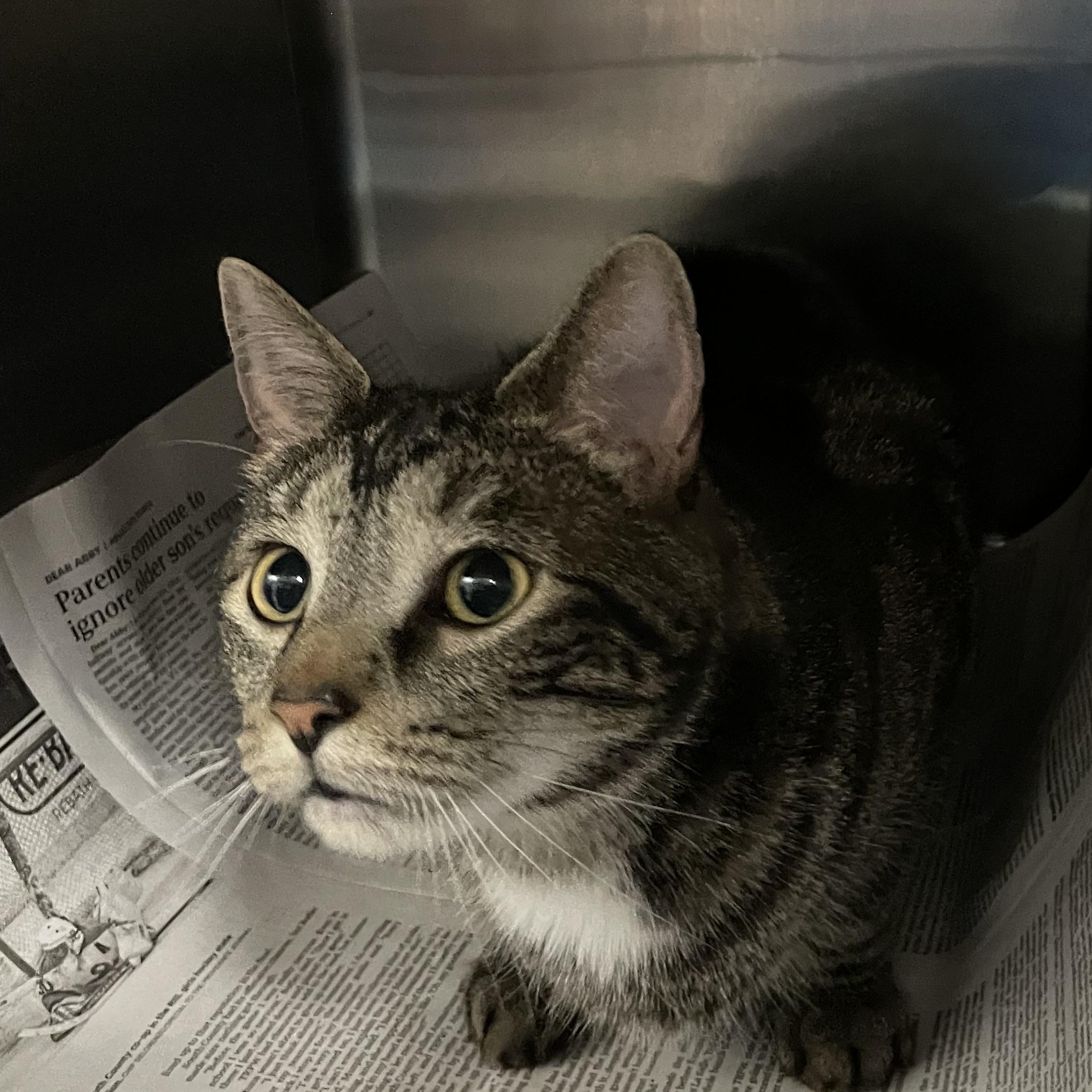 Enlarge Cooter, an adopted American Shorthair in North Kingstown, RI image 2/5