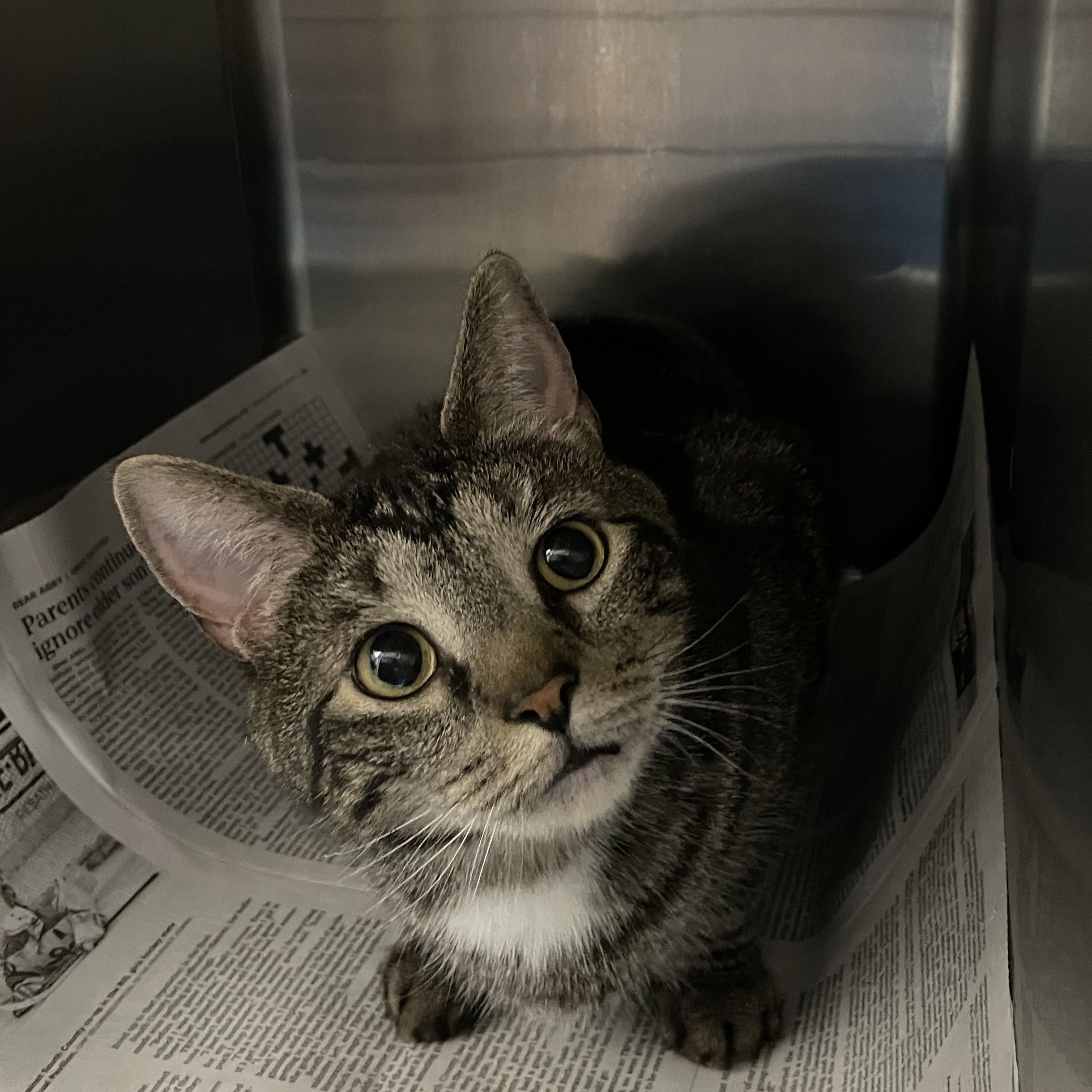 Enlarge Cooter, an adopted American Shorthair in North Kingstown, RI image 3/5