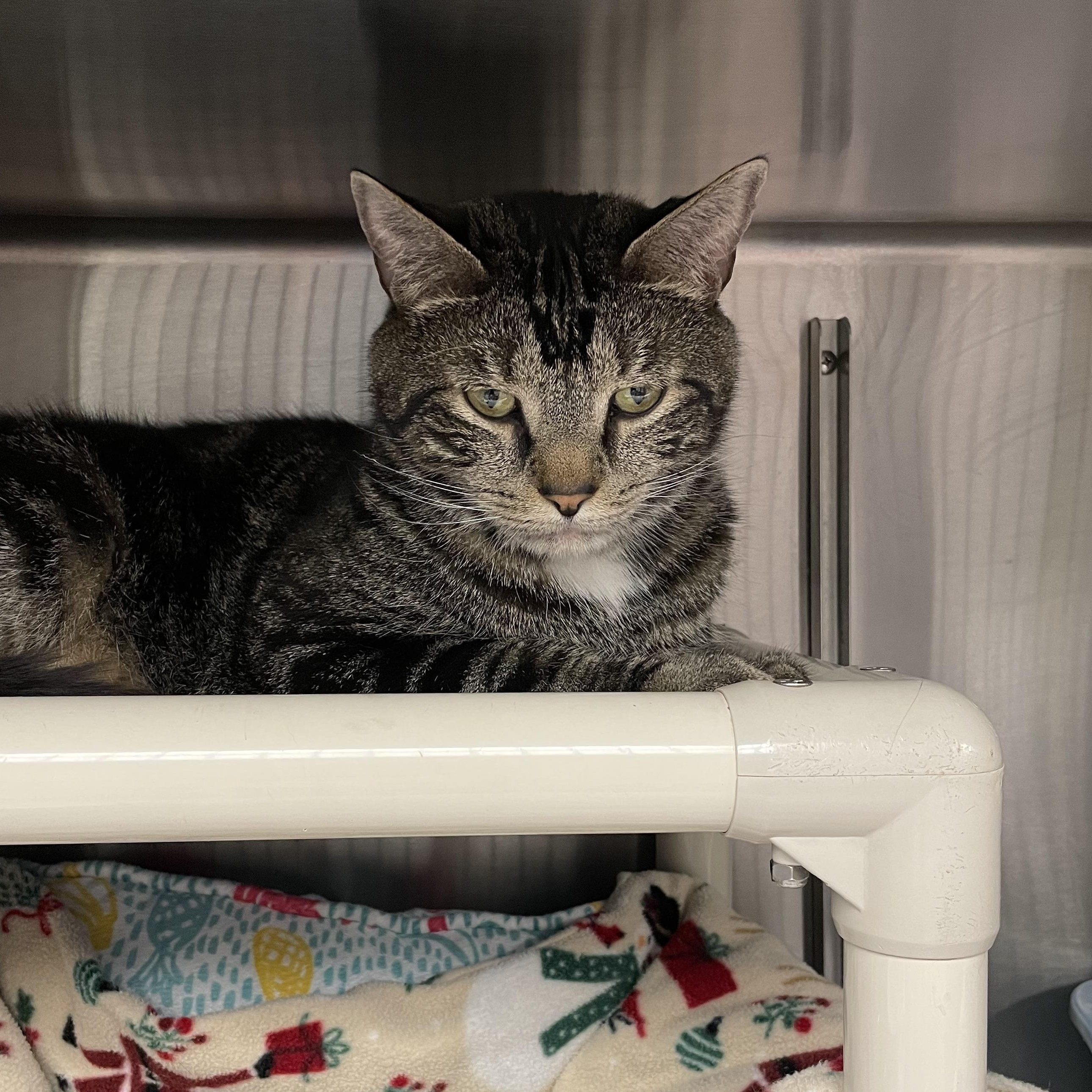 Enlarge Cooter, an adopted American Shorthair in North Kingstown, RI image 1/5