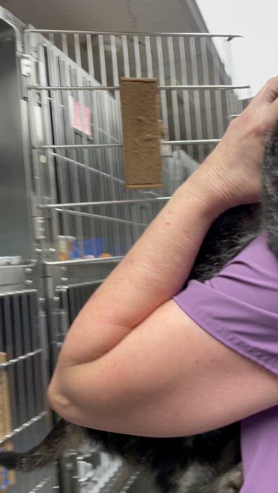 Enlarge Cooter, an adopted American Shorthair in North Kingstown, RI video 4/5