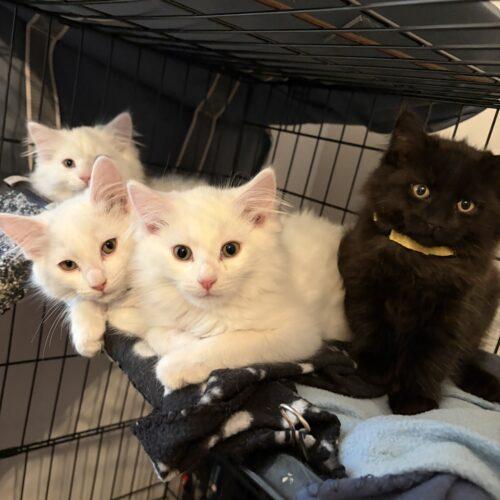 Enlarge Bunny, a Adoptable Domestic Medium Hair in King City, ON image 2/2