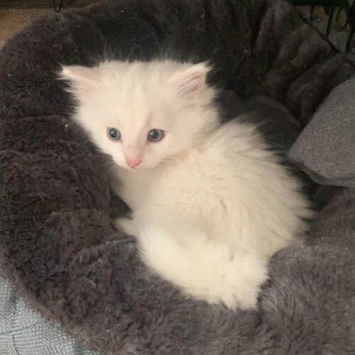 Enlarge Bunny, a Adoptable Domestic Medium Hair in King City, ON image 1/2