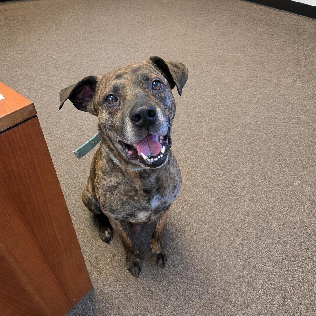 Tiger, Adoptable, Adult Male Pit Bull Terrier.