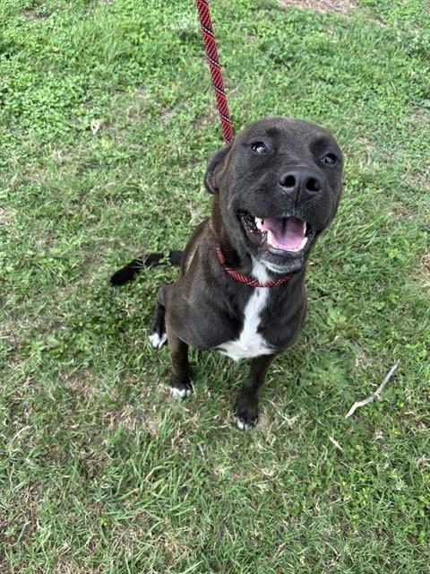 Enlarge JUNIE B. JONES, a Adoptable mixed breed in Corpus Christi, TX image 1/1