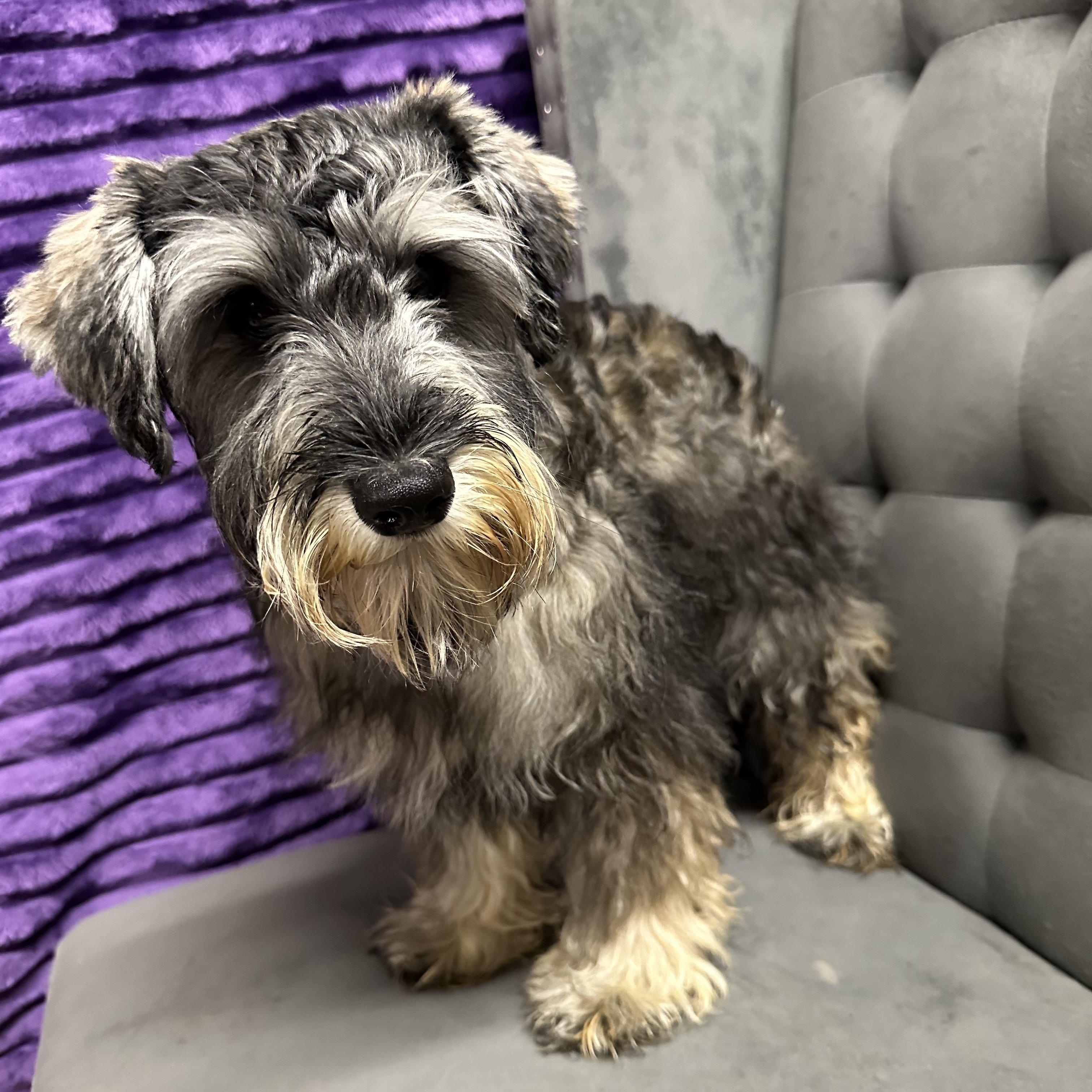 Foxglove-Foster Home Needed