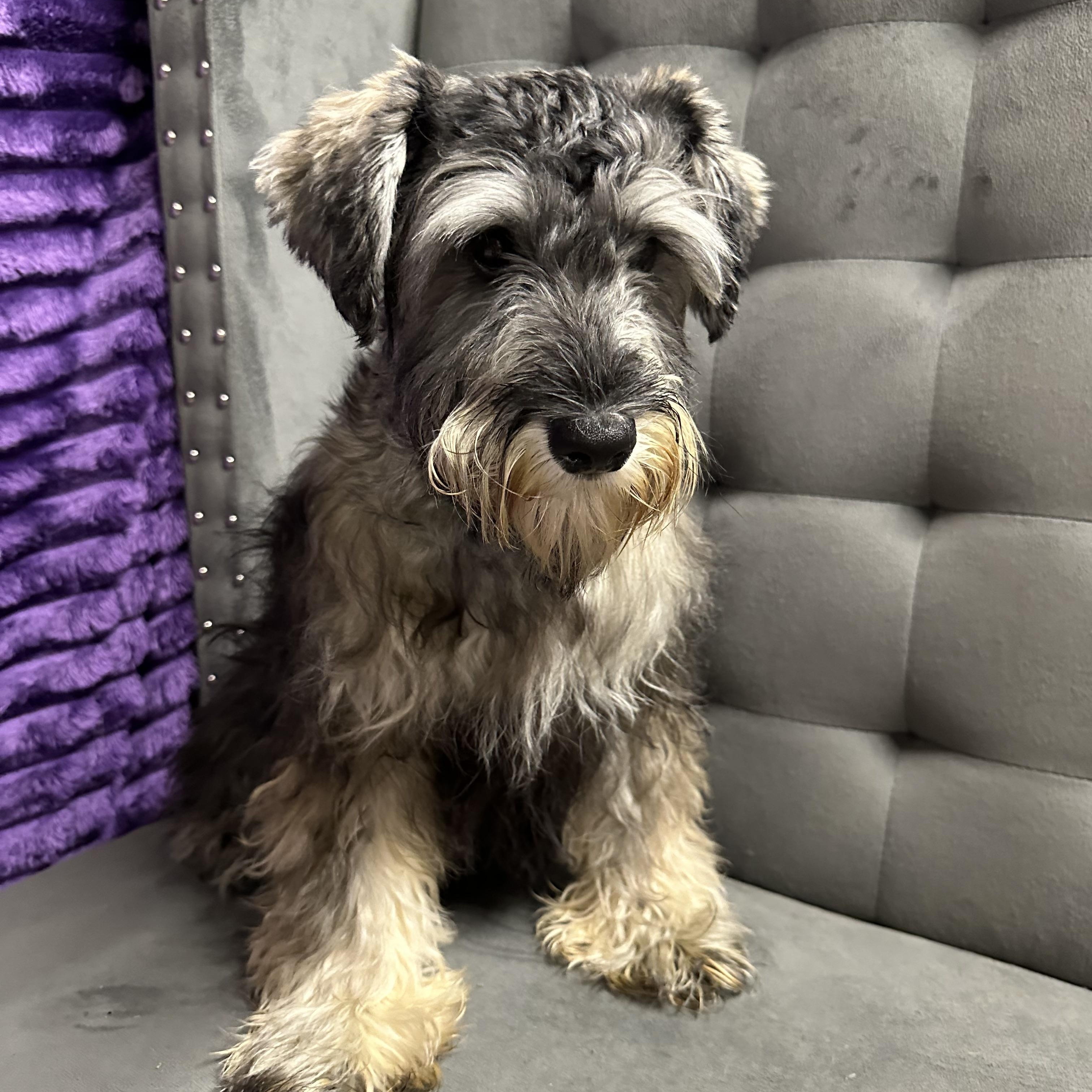 Foxglove-Foster Home Needed