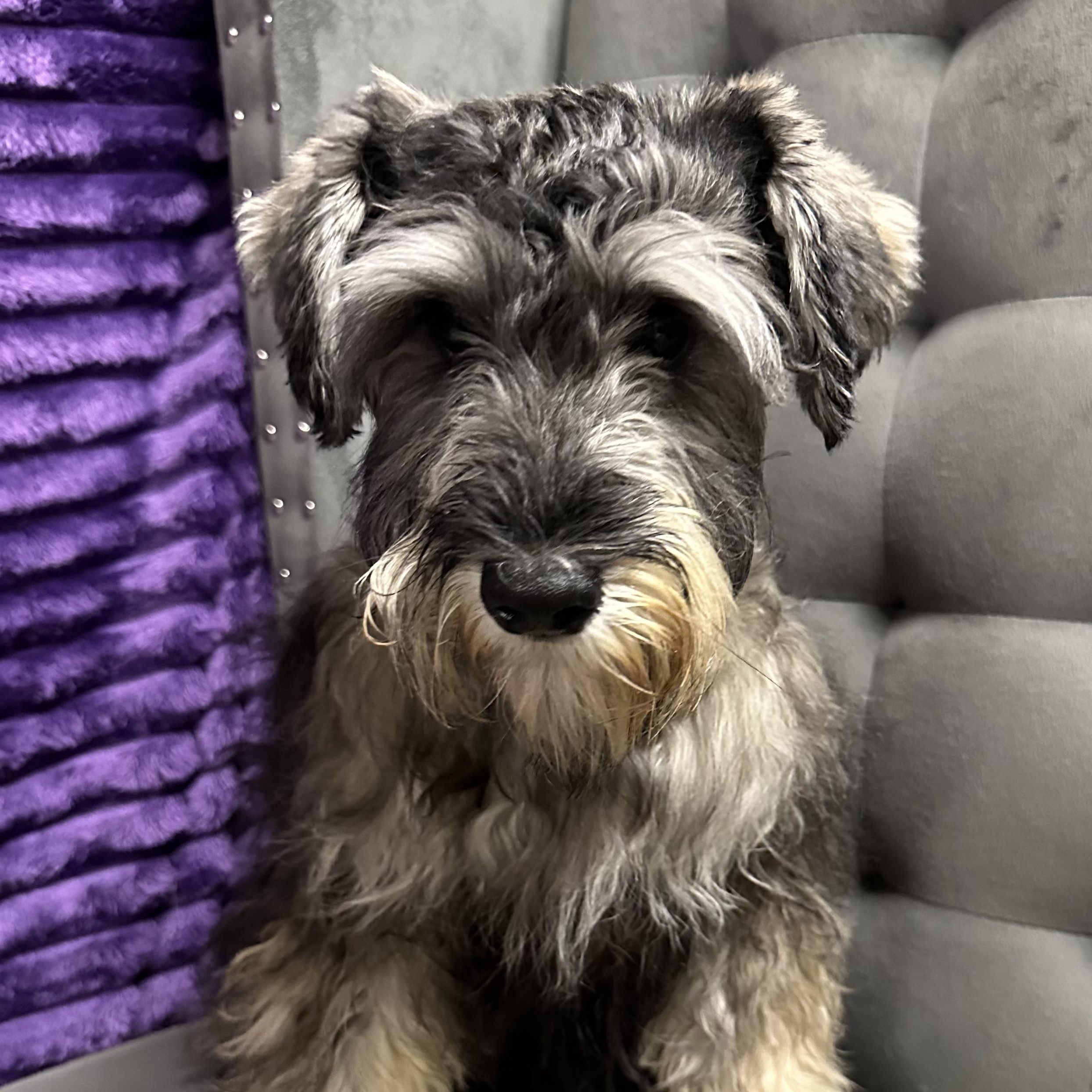 Foxglove-Foster Home Needed