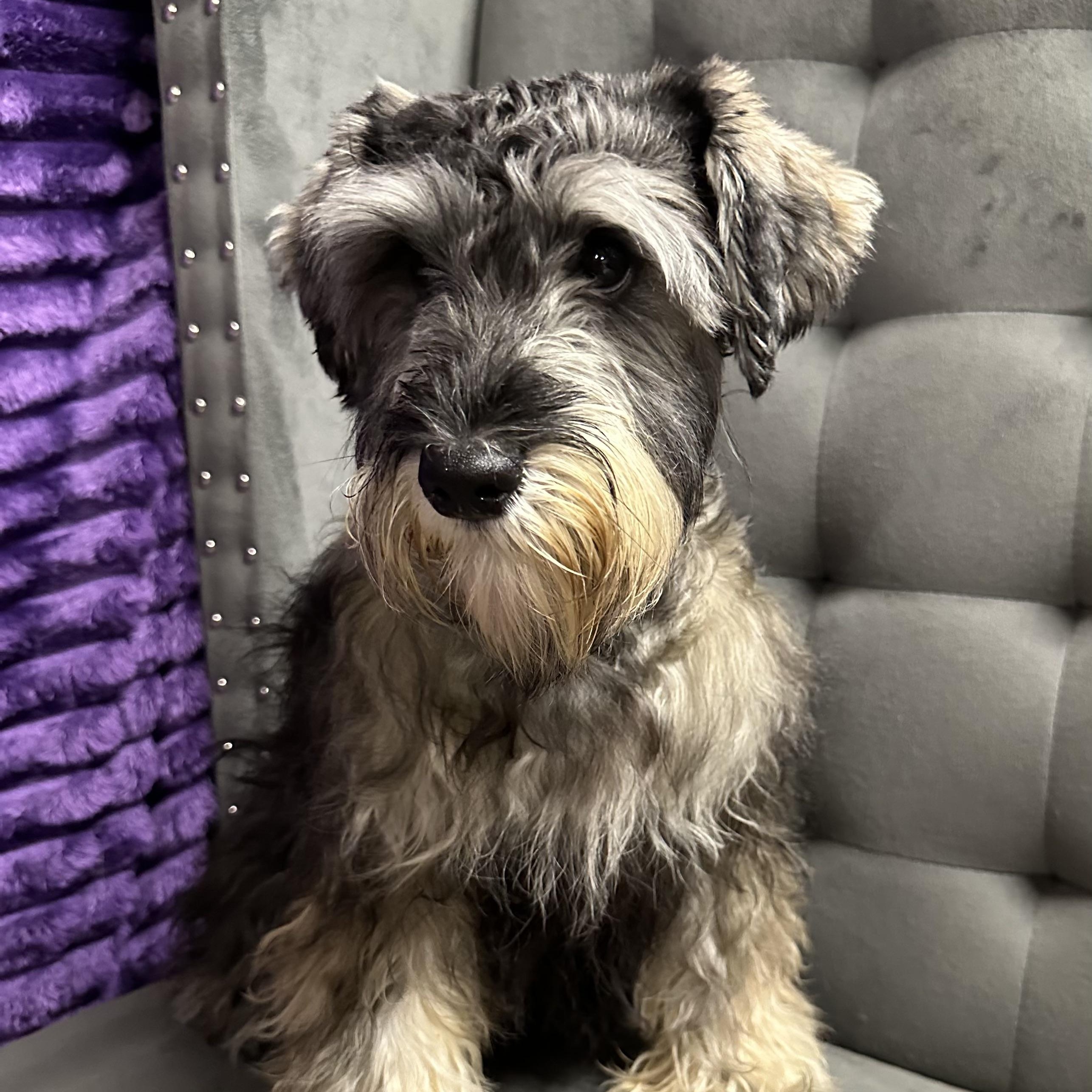 Foxglove-Foster Home Needed