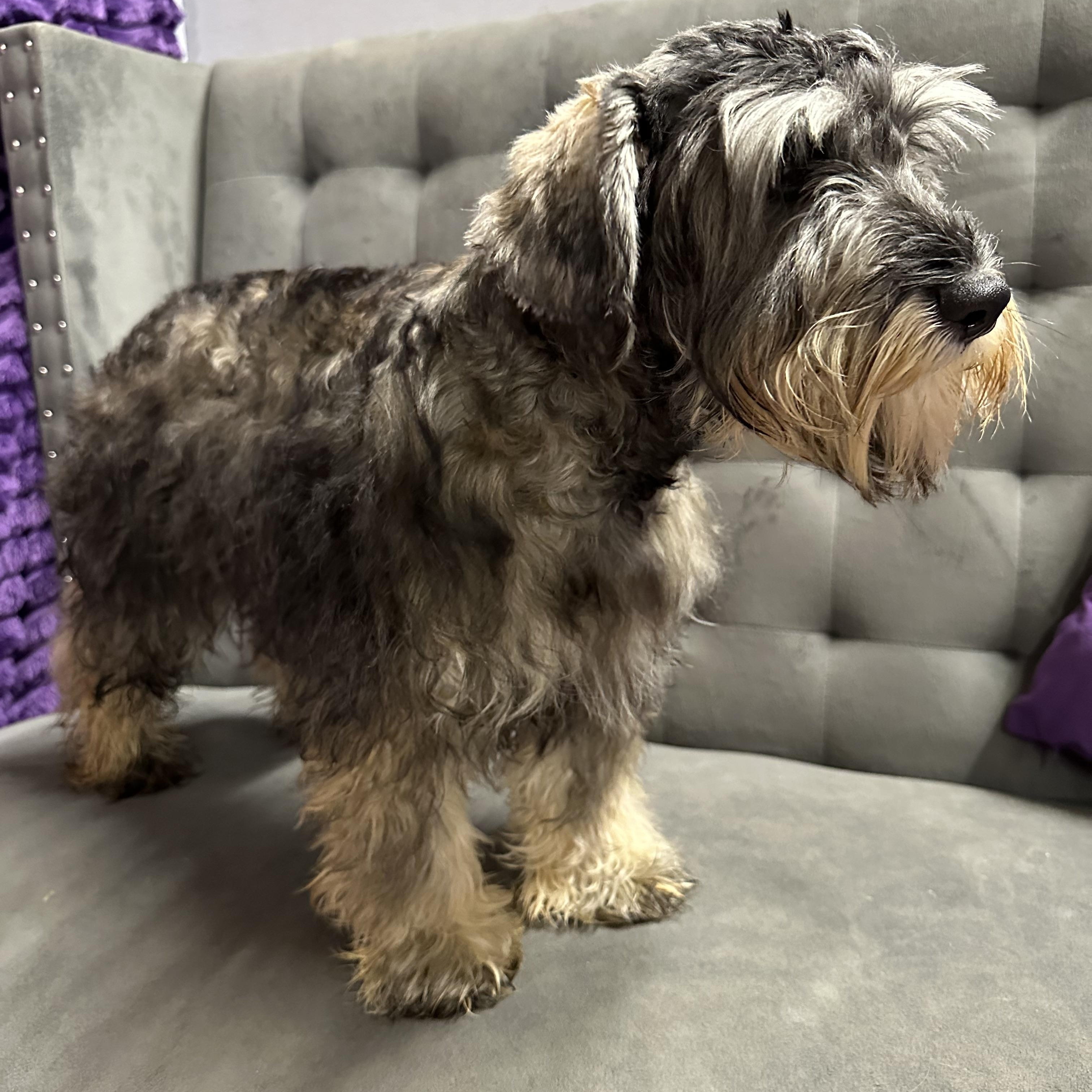 Foxglove-Foster Home Needed