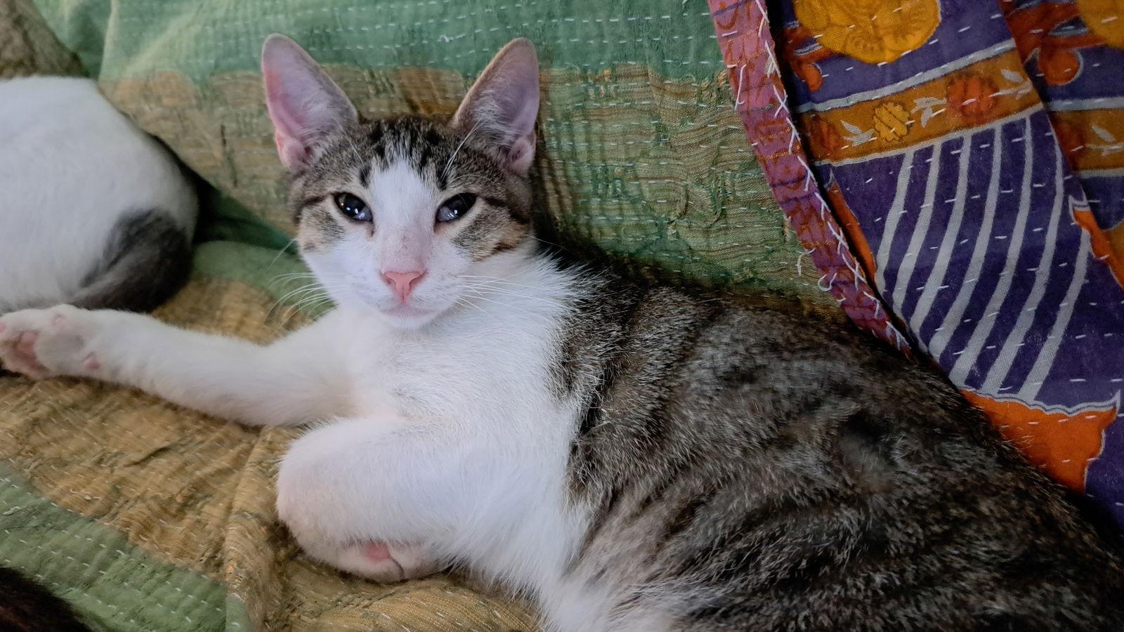 Ravioli aka Scamp, Adopted, Young Male Domestic Short Hair.