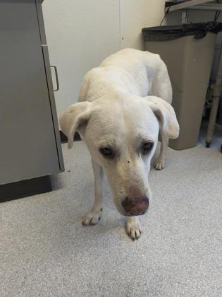 Enlarge Bear, a ADOPTABLE mixed breed in Roseburg, OR image 1/1