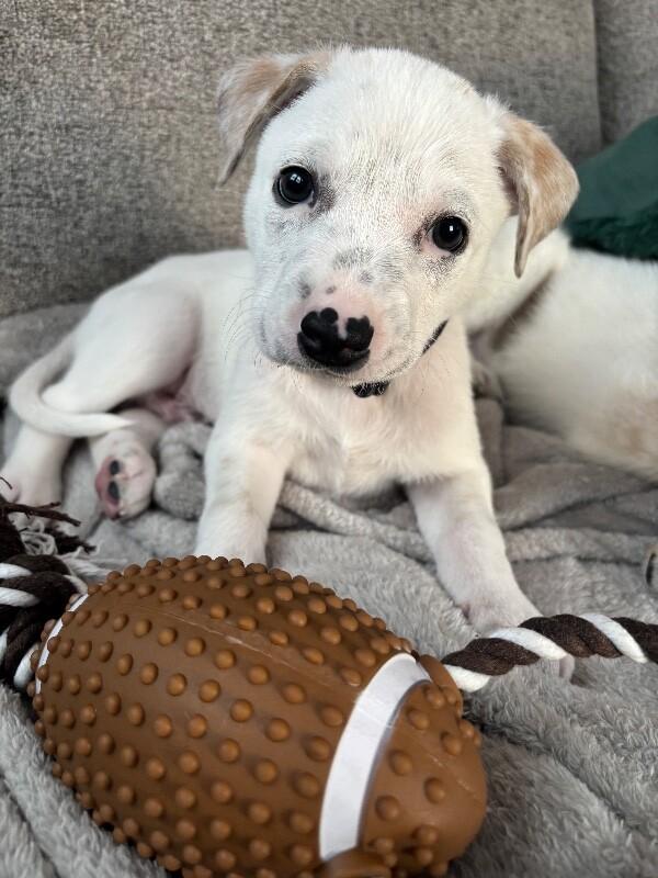 Dewey, Adoptable, Young Male Mixed Breed & Mixed Breed.