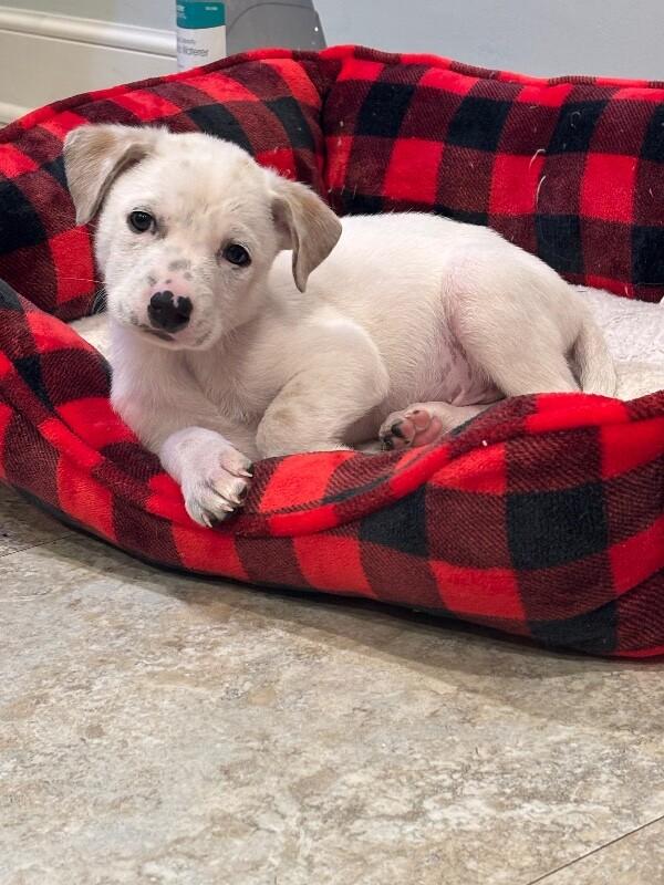 Enlarge Dewey, a Adoptable mixed breed in Alma, WI image 2/6