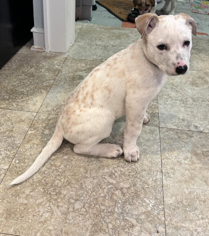 Enlarge Dewey, a Adoptable mixed breed in Alma, WI image 3/6