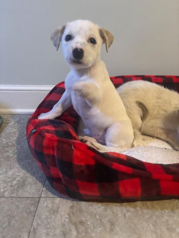 Enlarge Dewey, a Adoptable mixed breed in Alma, WI image 3/6