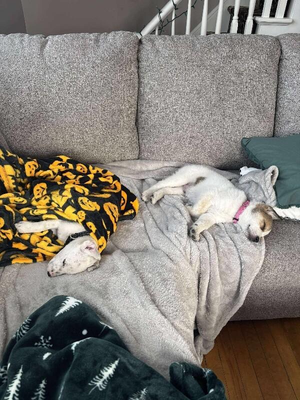 Enlarge Dewey, a Adoptable mixed breed in Alma, WI image 4/6