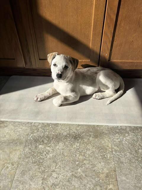 Enlarge Dewey, a Adoptable mixed breed in Alma, WI image 5/6