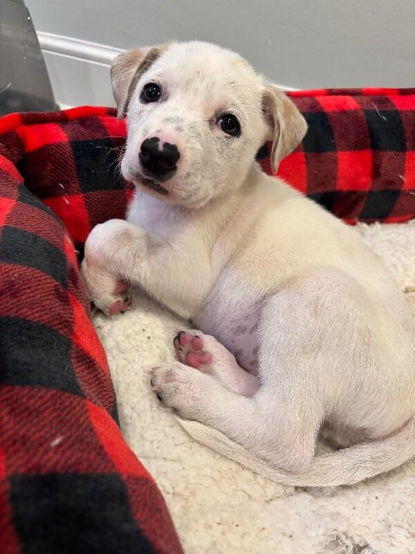 Enlarge Dewey, a Adoptable mixed breed in Alma, WI image 5/6