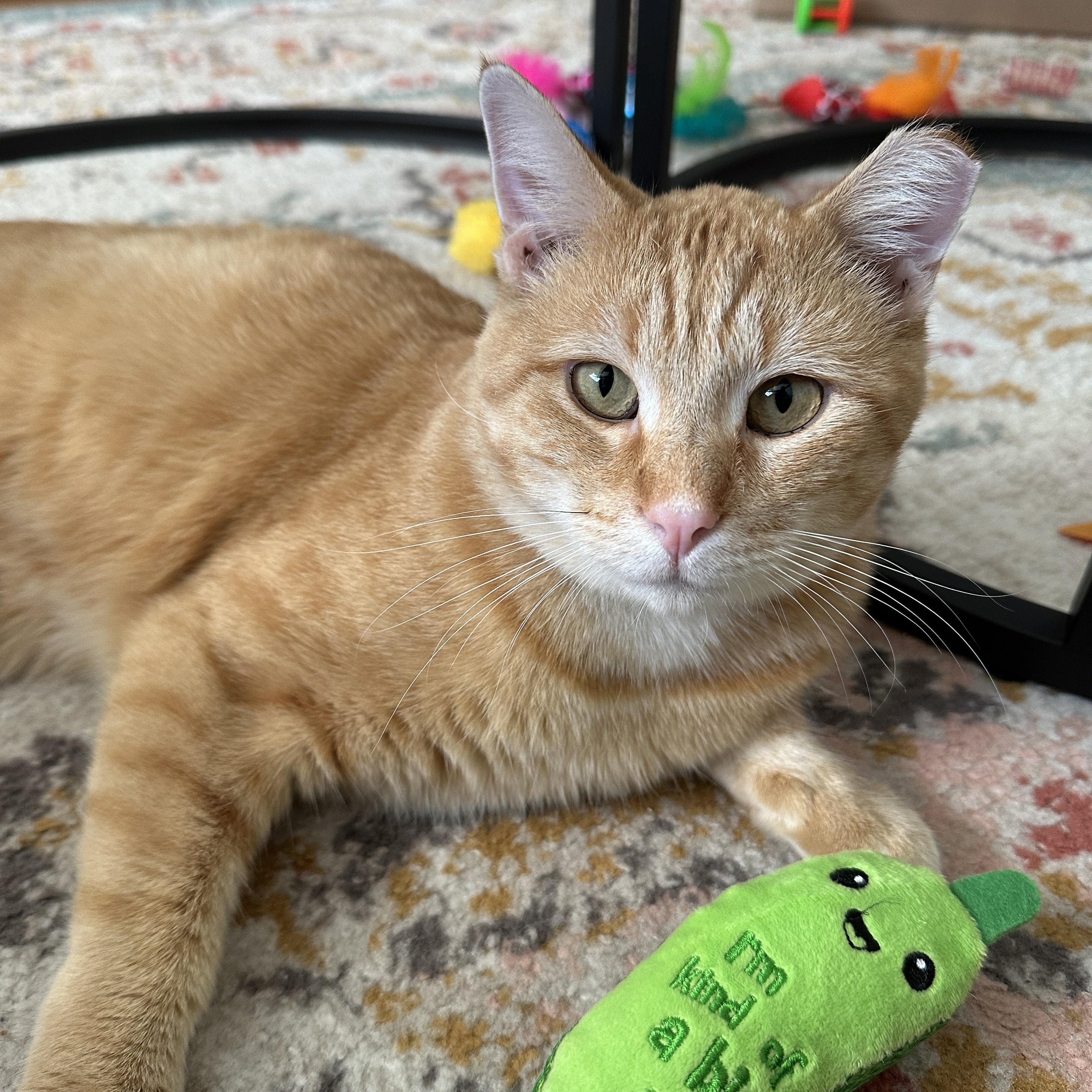 Mr. Pickles, Adoptable, Young Male Domestic Short Hair.