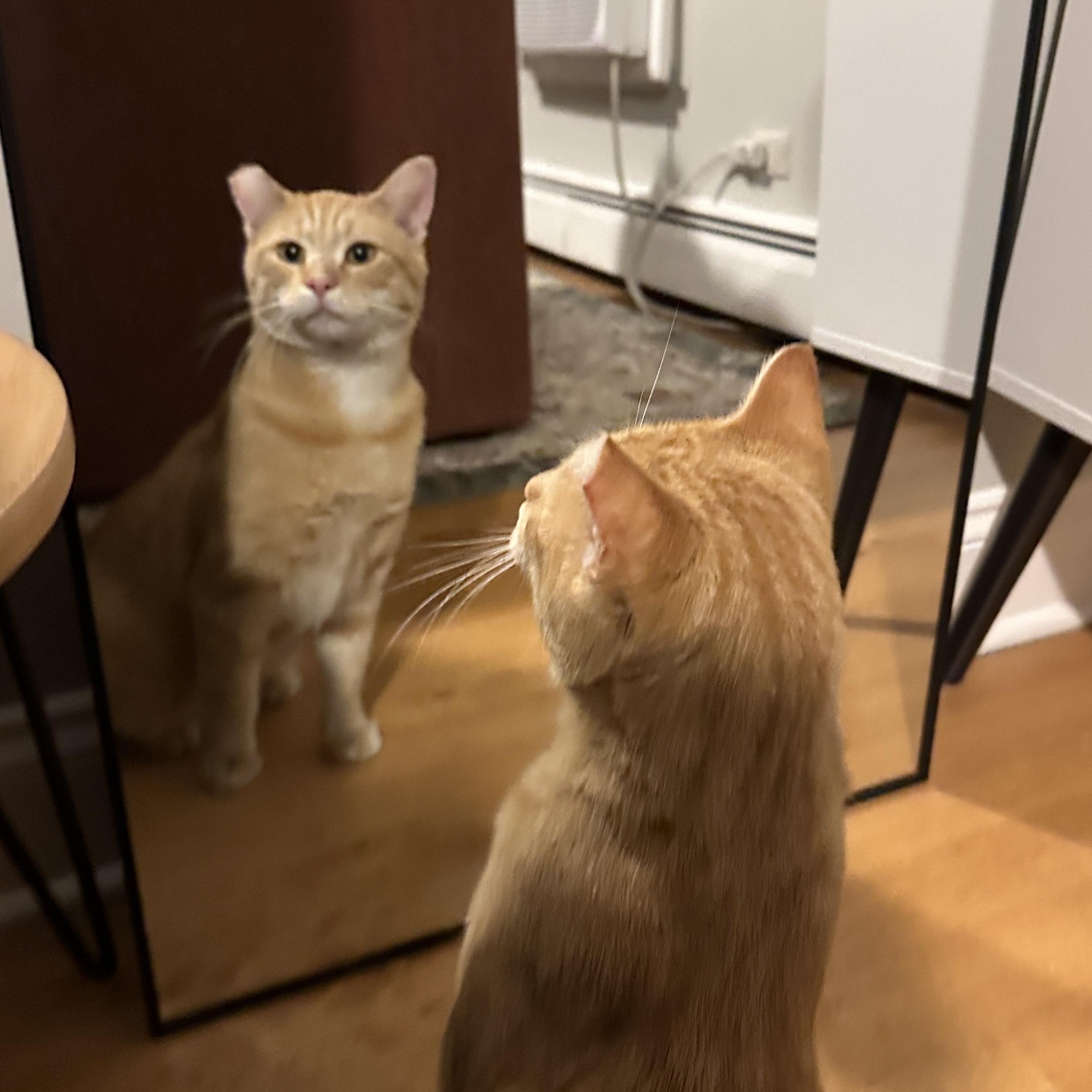 Enlarge Mr. Pickles, a Adoptable mixed breed in Chicago, IL image 3/4