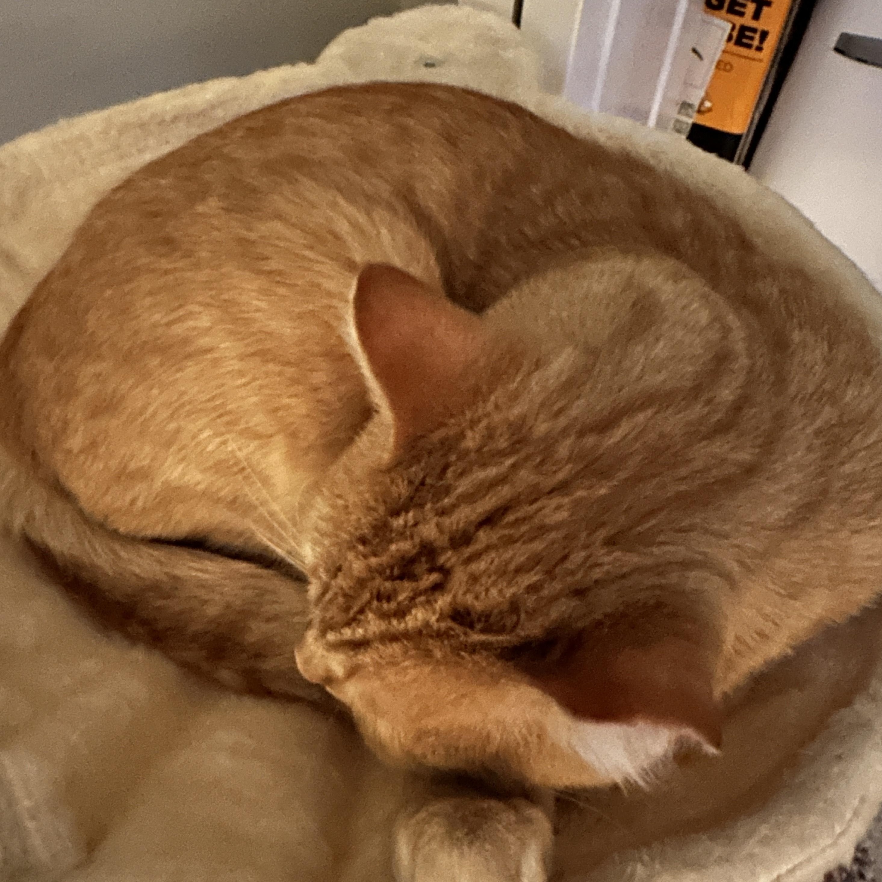 Enlarge Mr. Pickles, a Adoptable mixed breed in Chicago, IL image 4/4