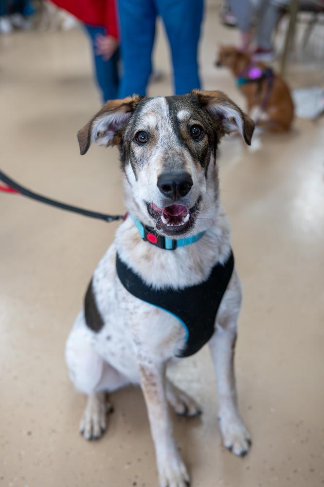 Enlarge Rumble, a Adoptable mixed breed in Mundelein, IL image 2/6