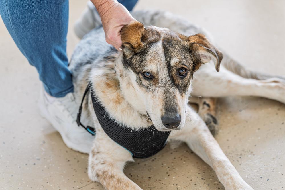 Enlarge Rumble, a Adoptable mixed breed in Mundelein, IL image 1/6