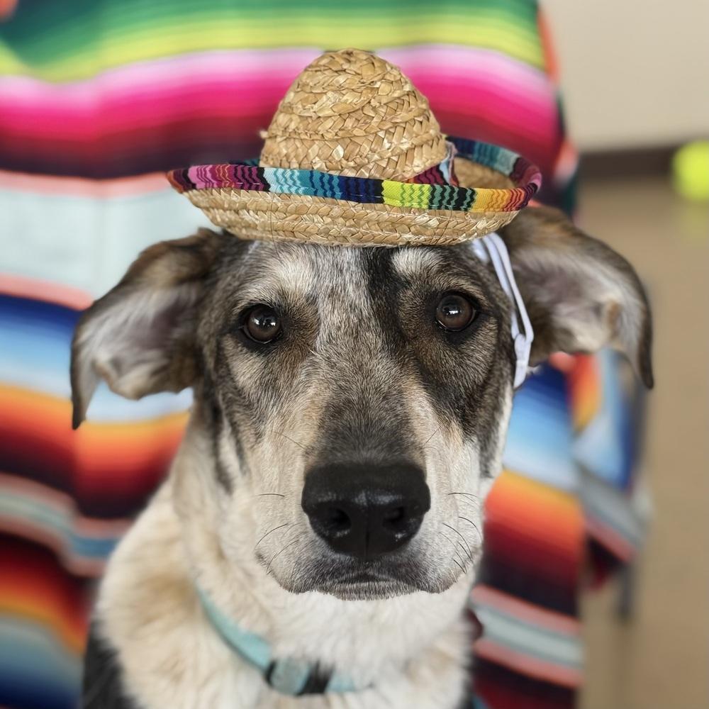 Rumble, a Adoptable mixed breed in Mundelein, IL image 2/6