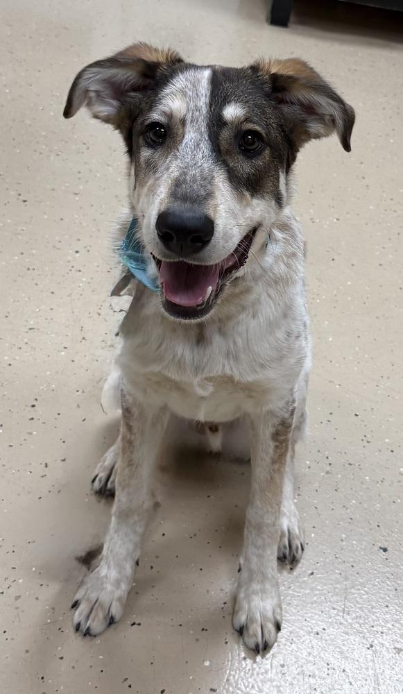 Rumble, Adoptable, Puppy Male Shepherd.
