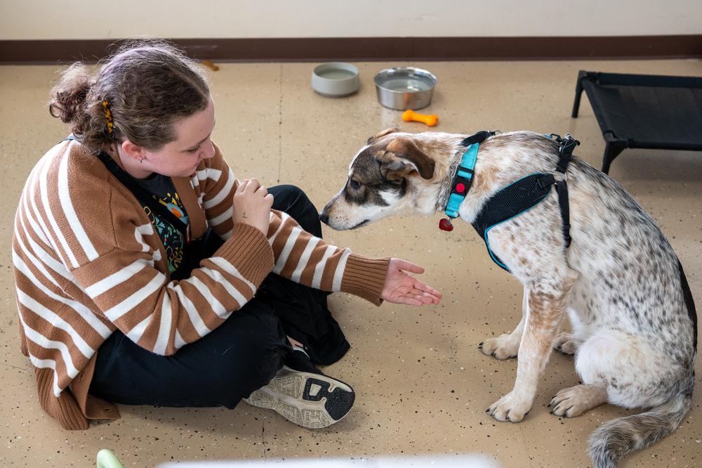 Enlarge Rumble, a Adoptable mixed breed in Mundelein, IL image 3/6