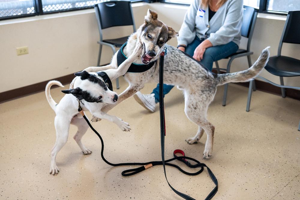 Enlarge Rumble, a Adoptable mixed breed in Mundelein, IL image 4/6