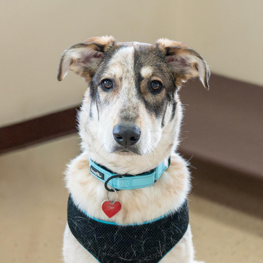 Rumble, a Adoptable mixed breed in Mundelein, IL image 2/3