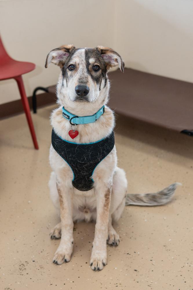 Rumble, a Adoptable mixed breed in Mundelein, IL image 3/3