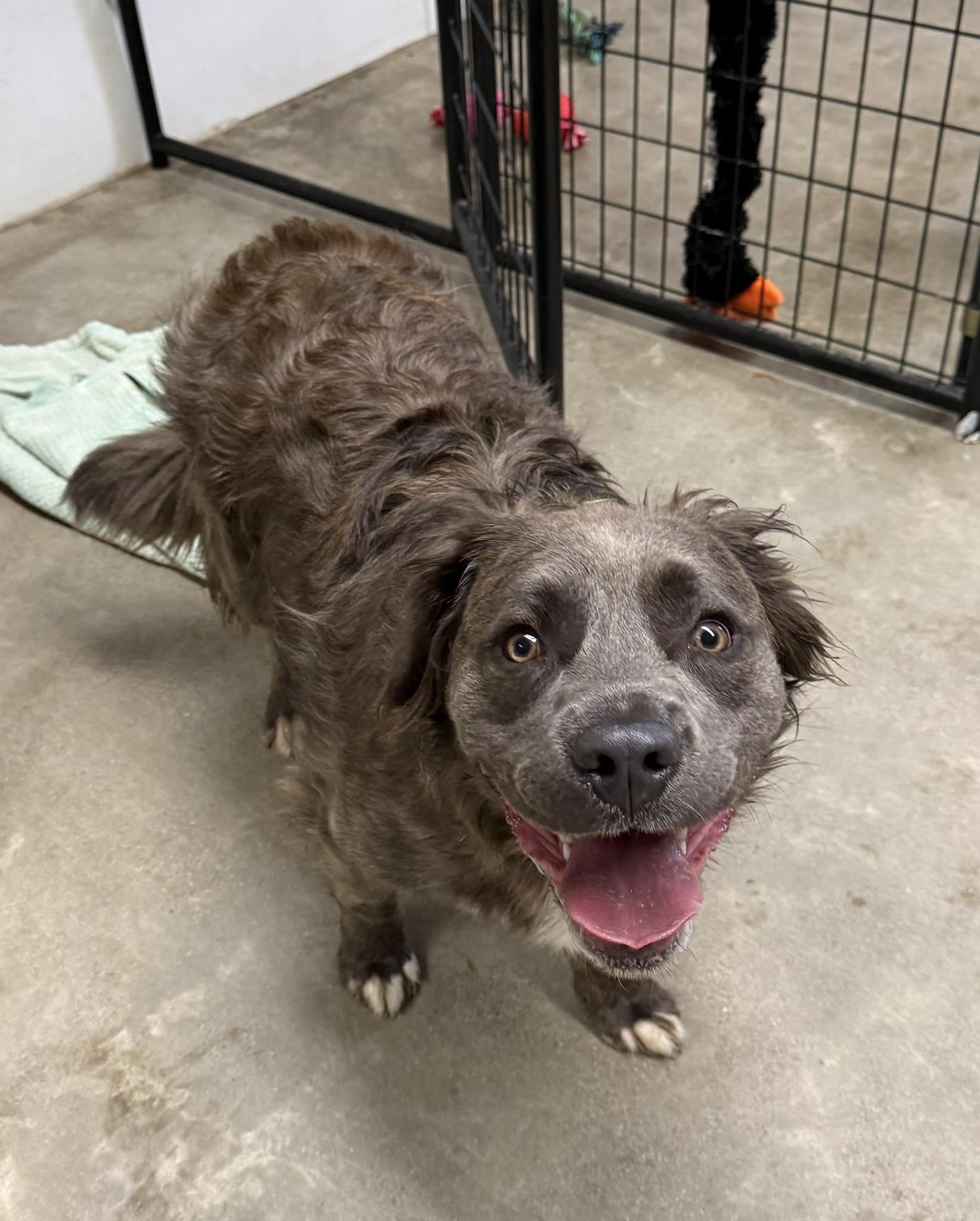Vlad, adopted, Young Male Australian Shepherd.